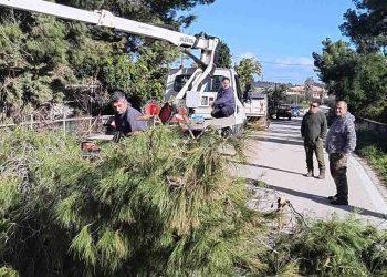 Δήμος Ζακύνθου: Πολιτική Προστασία | Πτώση δέντρου απέκλεισε τμήμα του δρόμου Μαχαιράδο–Γαϊτάνι