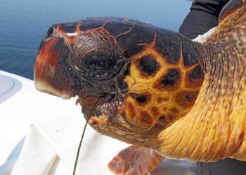 ΑΡΧΕΛΩΝ: Κόντρα στις πιθανότητες | Η θαλάσσια χελώνα του Αμβρακικού που επιβιώνει χωρίς κάτω γνάθο